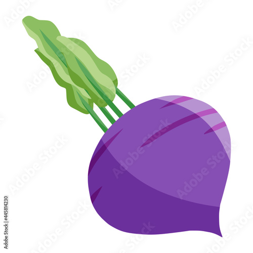 beetroot in autumn color illustration