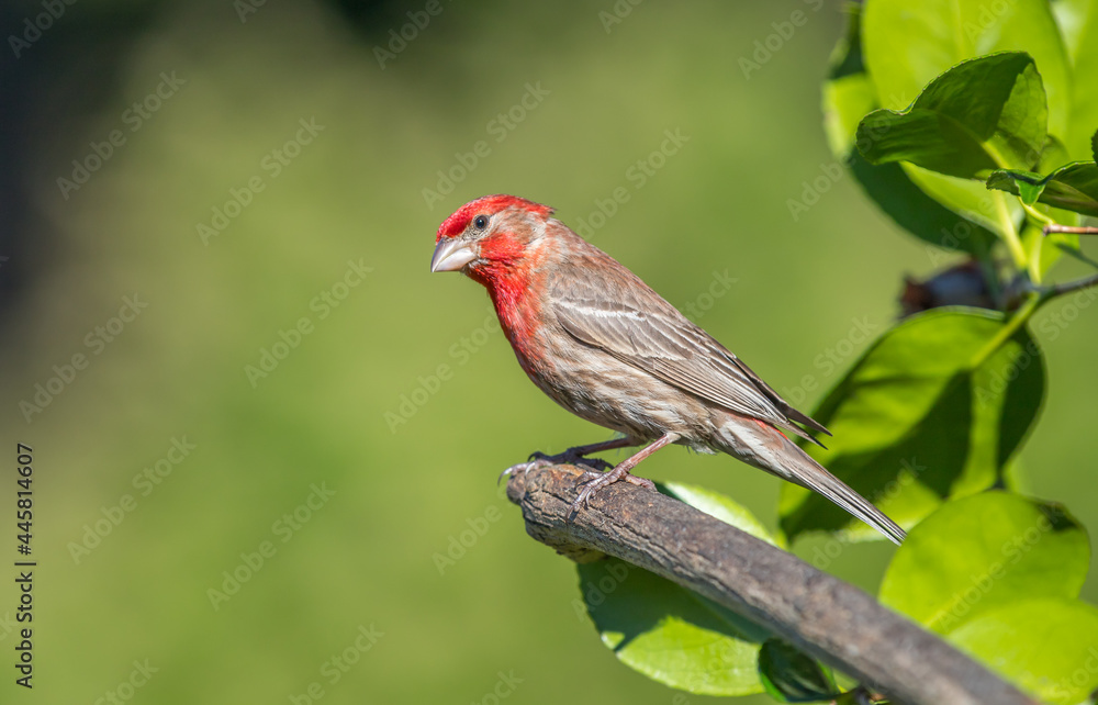 A male house finch A male house finch