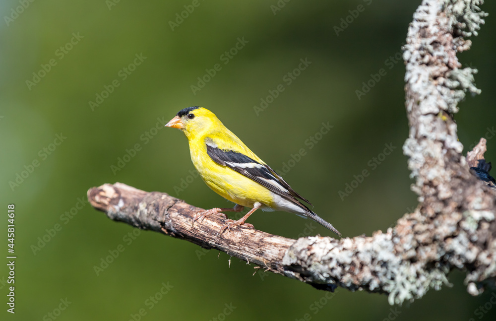A male American gold finch A male American gold finch