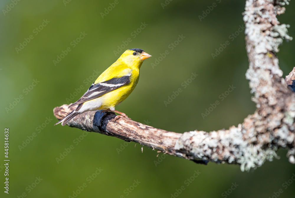 A male American gold finch A male American gold finch
