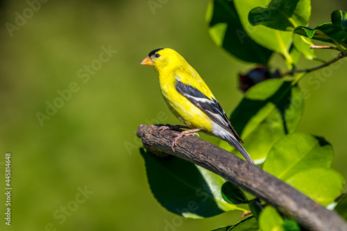 A male American gold finch " Spinus tristis " perches on a branch looking for a mate.
