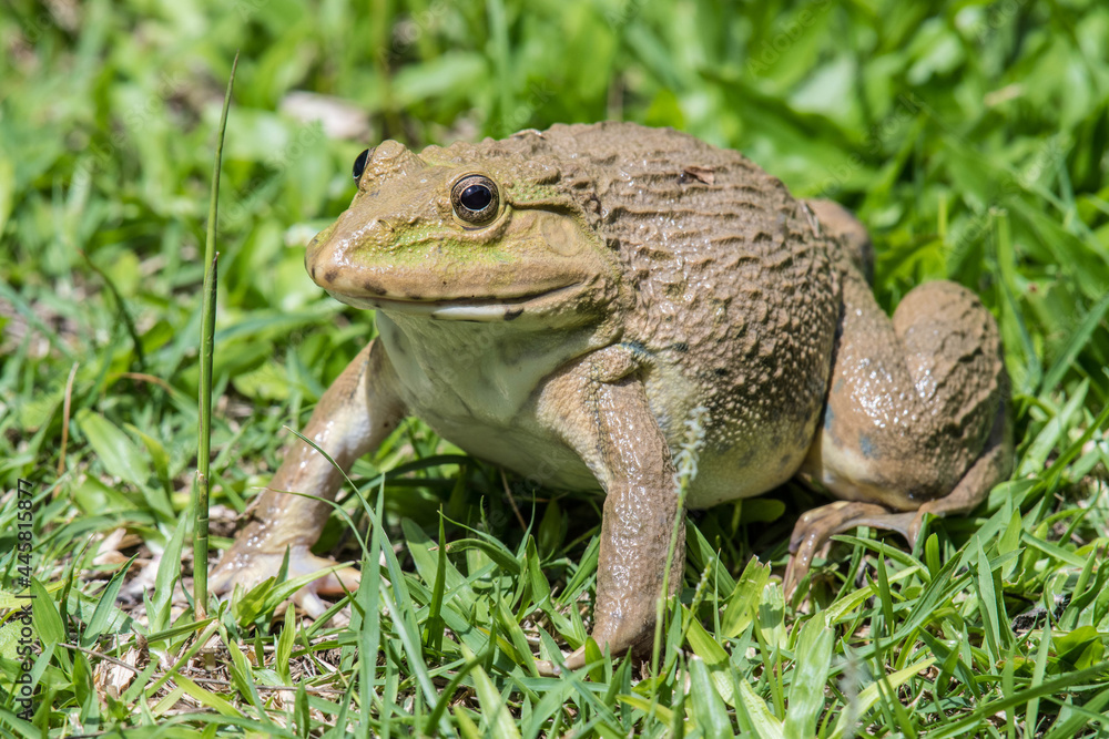 A frog on green grass in nature. A frog on green grass in nature.