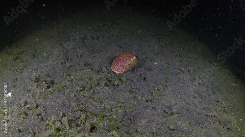 Box Crab - Shame-Faced Crab - Calappa calappa buried in the seabed. Amazing underwater world of Tulamben, Bali, Indonesia.  photo