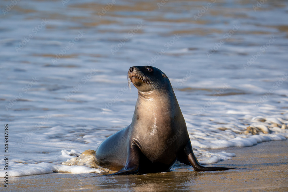Naklejka premium New Zealand Hooker's Sea Lion on a beach in the Catlins