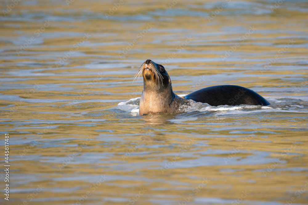 Fototapeta premium New Zealand Hooker's Sea Lion on a beach in the Catlins