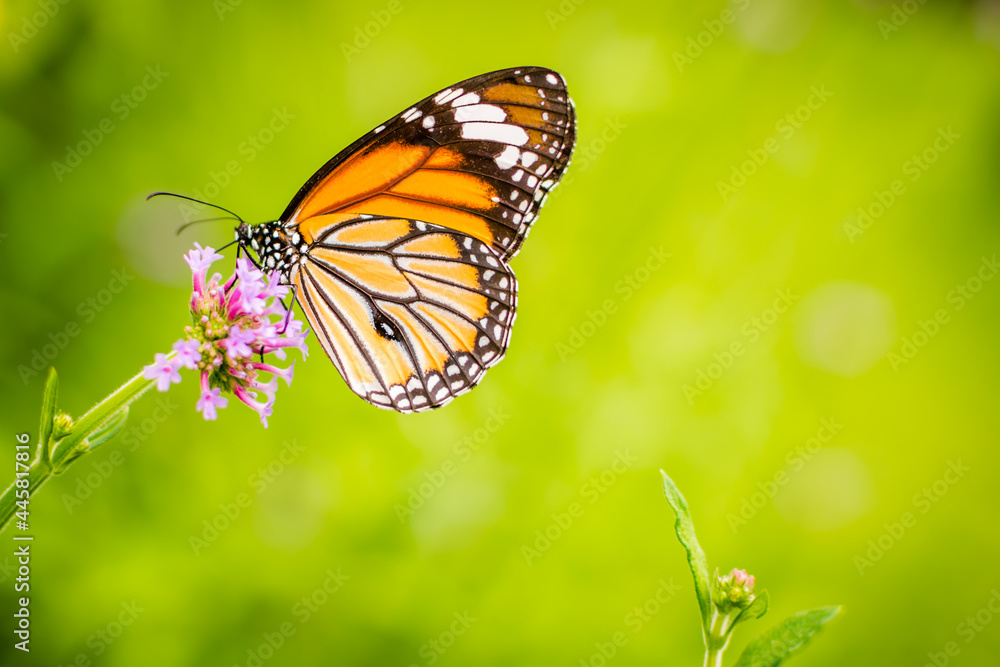 Orange butterfly on purple flower on green background. Orange butterfly on purple flower on green background.