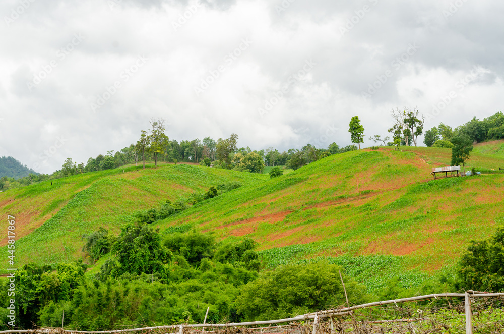 Shifting cultivation landscape of agriculture on the hill, bald mountain in Thailand