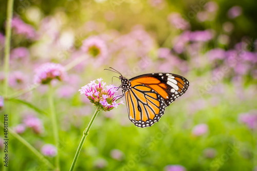 Orange butterfly on the purple flower on soft background. © Dutsadee