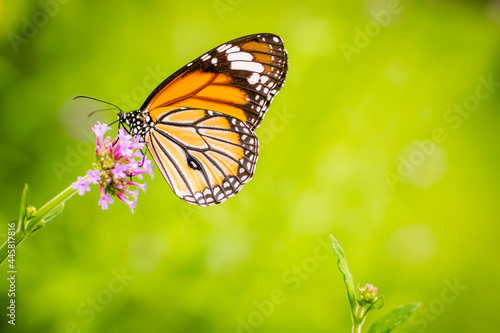 Orange butterfly on purple flower on green background.