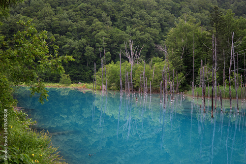 美瑛の青い池に映る木々 © 花Kasumi