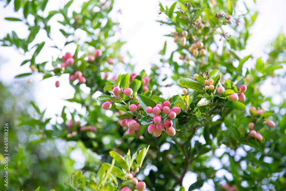 Fresh mango yawn lime booing or bengal currant, christs thorn or carunda or karonda sour fruit in thailand.