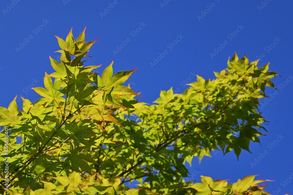 yellow leaves against blue sky