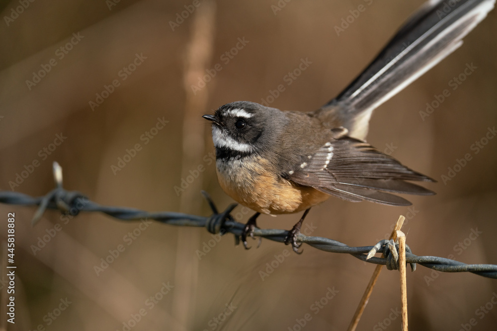 Naklejka premium A New Zealand Fantail bird perched on a barbed wire fence, known as a Piwakawaka