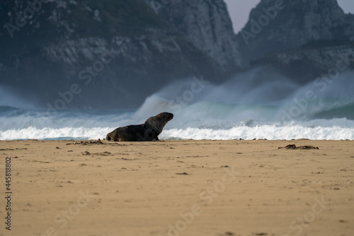 New Zealand Hooker s Sea Lion on a beach in the Catlins
