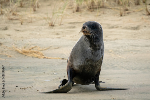 New Zealand Hooker's Sea Lion on a beach in the Catlins