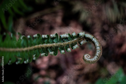 Close up of fern leaf