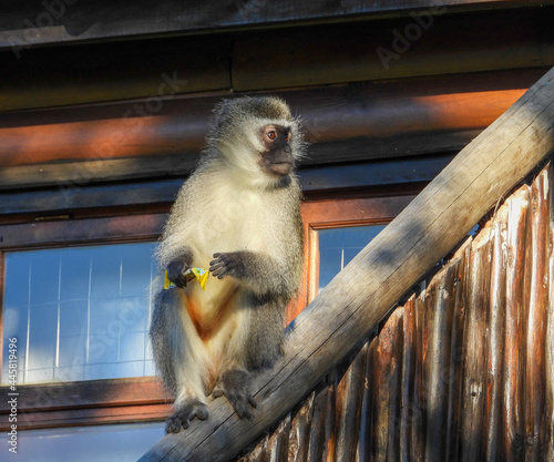 Vervet monkey with a scrap of plastic 