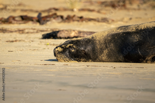 A Hooker's Sea Lion sleeping on a beach in the Catlins New Zealand