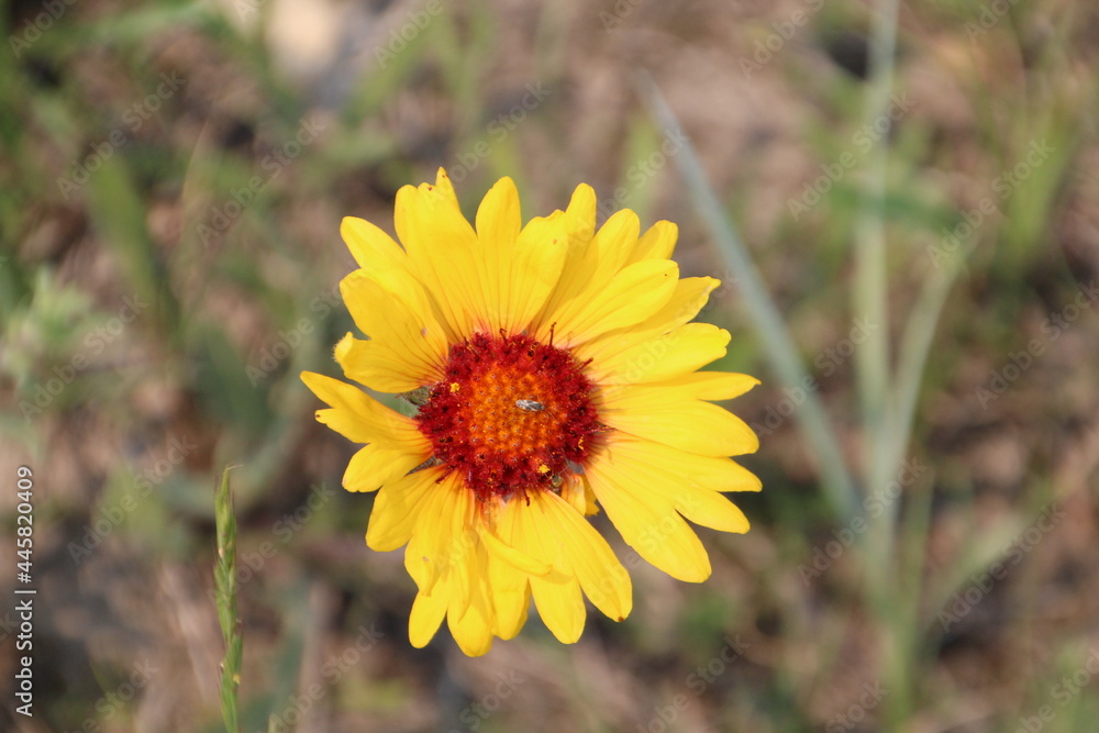 Wildflower In Bloom, Alberta Wildflower In Bloom, Alberta