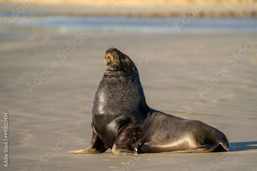 A Hooker's Sea Lion on a beach in the Catlins New Zealand