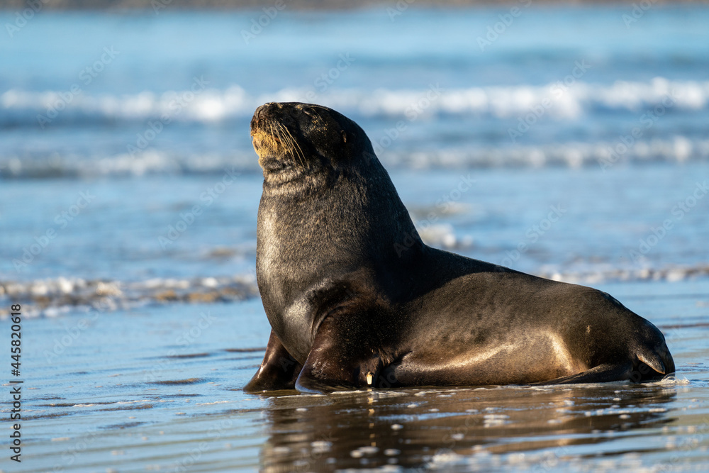 Fototapeta premium A Hooker's Sea Lion on the shoreline in the Catlins New Zealand