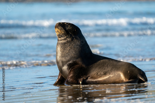 A Hooker's Sea Lion on the shoreline in the Catlins New Zealand © Acres