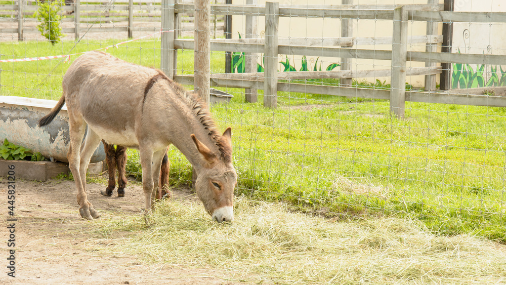 Donkeys, animals, farm, zoo, mule, travel, vacation, village, wild