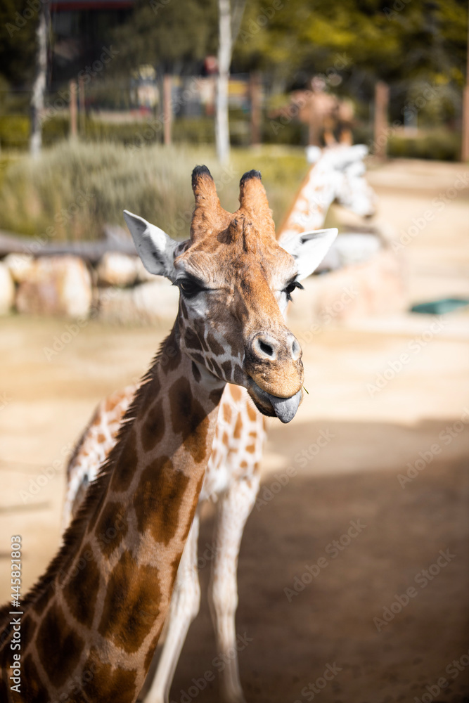 Fototapeta premium portrait of a giraffe