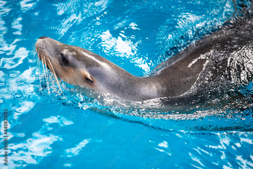 Obraz premium dolphin in the water