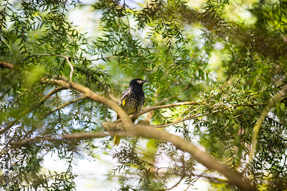 Fototapeta premium bird on a tree