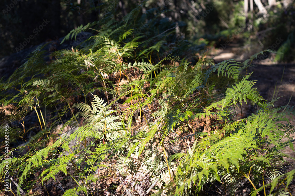 moss moss