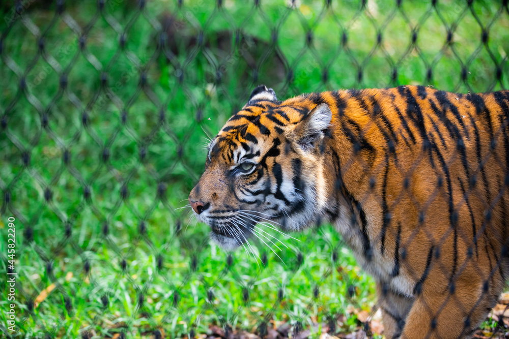 Obraz premium tiger in the zoo