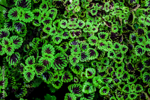 Full Frame of Green Leaves Texture Background. tropical leaf