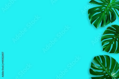 top view of tropical monstera leaf on blue color background. minimal summer concept, flat lay, copy space