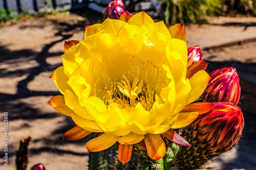 Yellow Prickley Pear Cactus Flower Old Town San Diego California photo