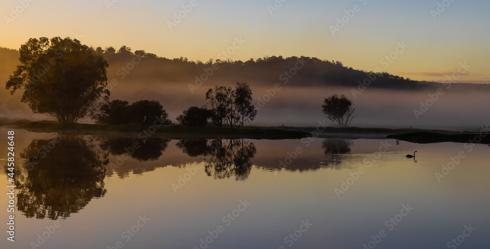 Obraz premium Black swan at early misty sunrise with reflecting trees in lake after heavy rain in the Chittering Valley, Western Australia
