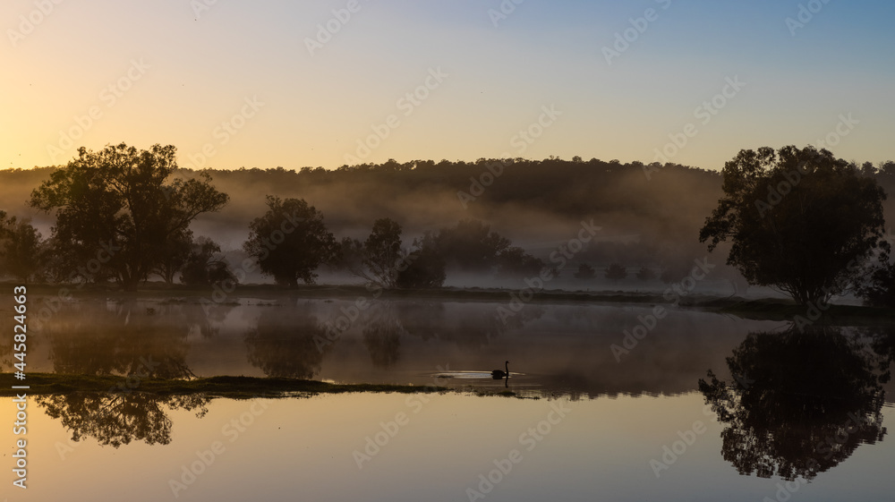 Black swan at early misty sunrise with reflecting trees in lake after heavy rain in the Chittering Valley, Western Australia Black swan at early misty sunrise with reflecting trees in lake after heavy rain in the Chittering Valley, Western Australia
