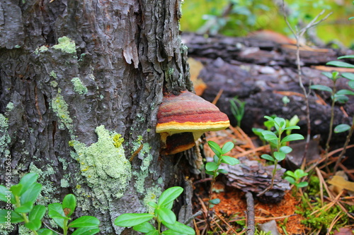 Chaga tree mushroom on an old tree stump