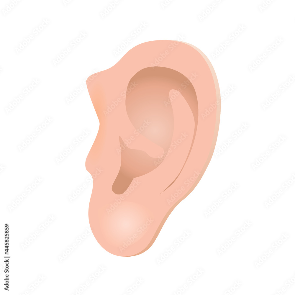human ear vector clipart on white background human ear vector clipart on white background