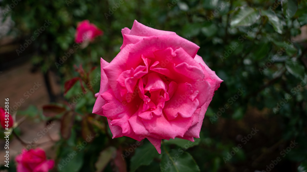pink rose in garden pink rose in garden