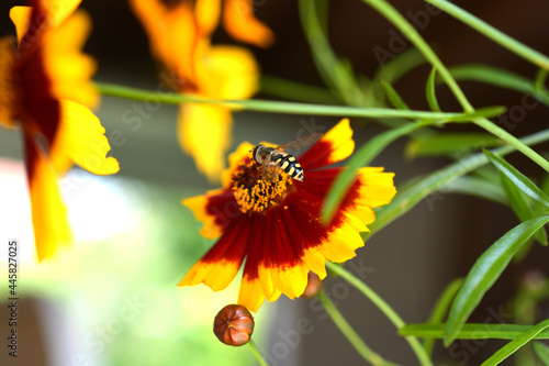 Hoverfly in a red and yellow flower