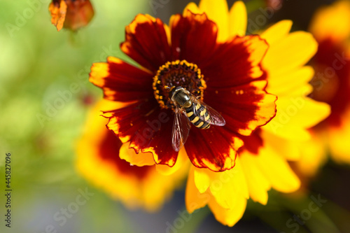 Hoverfly on yellow and red Coreopsis