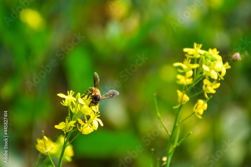 Honey Bee sucking Nectar on Yellow Mustard flower to make Honey on a sunny day