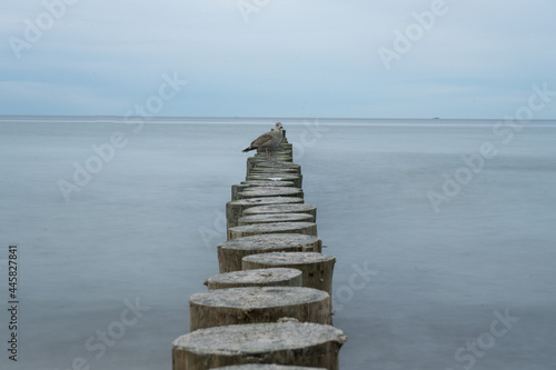 Gulls on groynes on the German Baltic coast