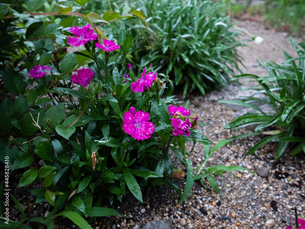 ピンク色の花 ピンク色の花