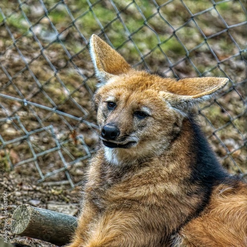 portrait of a maned wolf