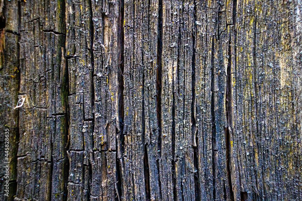 It's the texture of old cracked wood close-up. Wood treatment protection against aging and termites. Solid background.