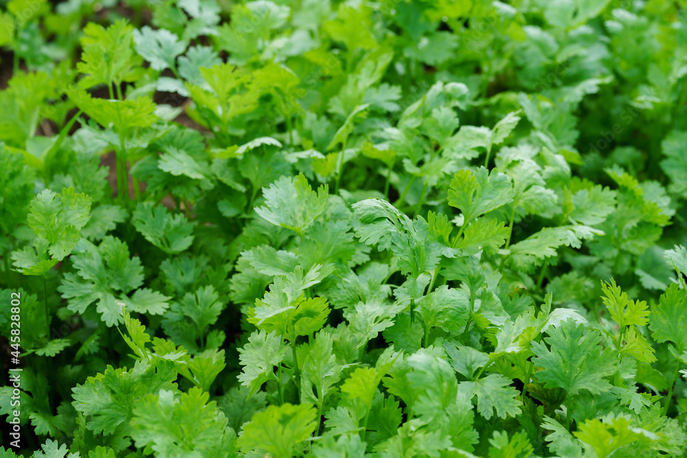 Fresh cilantro leaves and plants in organic planting plots. Fresh cilantro leaves and plants in organic planting plots.