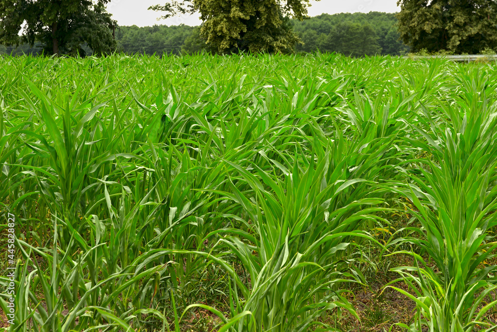 Fototapeta premium A field of young green corn.
