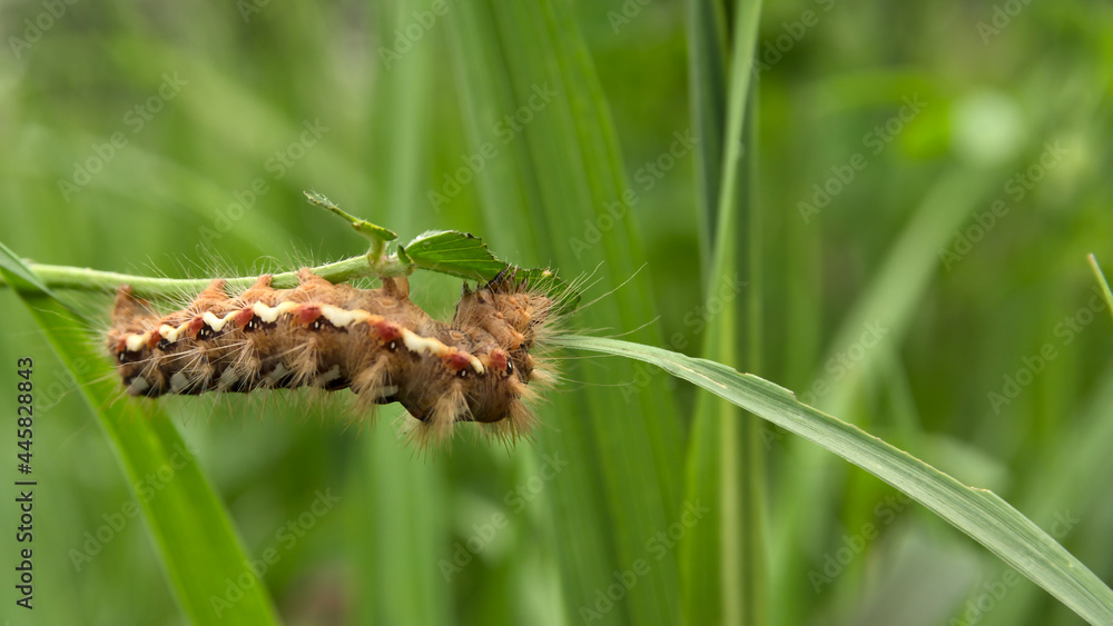 A caterpillar that eats leaves on a background of green grass. Macro photography.
